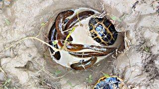 Amazing Eel Fishing | Eel Fish Boy Catching Big Tortoise By Hand