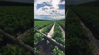 Furrow Irrigation: Advantages and Disadvantages furrow irrigation system