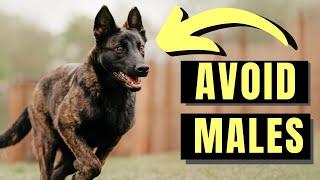 7 Reasons You SHOULD NOT Get A Male Dutch Shepherd