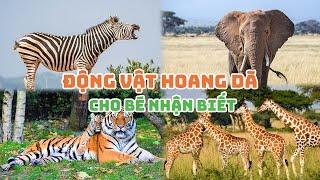 50 LOẠI ĐỘNG VẬT HOANG DÃ CHO BÉ HỌC || WILD ANIMALS FOR KID || DẠY BÉ THÔNG MINH SỚM