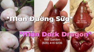 Vlog#99:Cùng Viet Garden khám phá thêm 2 giống mận đặc biệt trong BST những giống mận cực hiếm& ngon