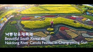 창녕낙동강유채축제 4k드론영상 | 창녕여행 | 남지여행  | Changnyeong Nakdong River Canola Festival | 4k Drone Footage80