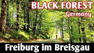 Black Forest - The Best Beauty of Germany | Freiburg im Breisgau | Video - 1