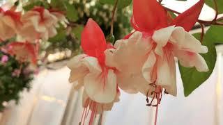 Most Beautiful Fuchsia Varieties