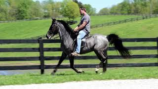 Blue Roan Rocky Mountain Stallion. Trained By Travis Robinson's Gaited Equine