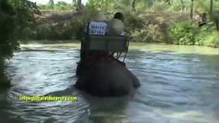 ELEPHANT TREKING, PATTAYA, THAILAND