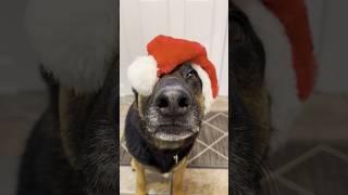 I JUST WANNA SAY…  | Lynnrazz #youtubeshorts #dog #doglover #christmas