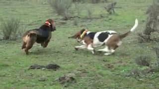 Basset Hound Pack (jauria) of Topsfield Lebrera (Spain - Espana) 5