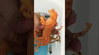 Counting cheetah in bath tub #cheetah # #fun