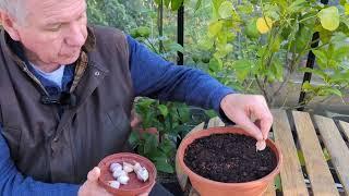 How can I plant garlic when the soil is wet? | www.garden.help