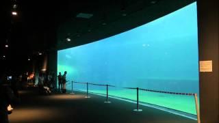 Delfini - La nuova vasca dell'Acquario di Genova