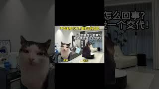 #猫meme #cat #猫meme小剧场 #猫meme剧场