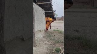 #TIMELAPSE: START to FINISH AloneBUILD LOG Cabin (Wooden House), How To Build Wooden Cabin, Survi