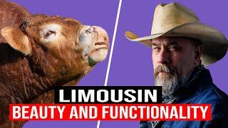  LIMOUSIN Cattle: Beauty, Functionality, And Performance  Biggest Bulls And Cow