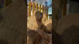 The happy life of Tuntun Capybara What kind of animal is this Capybara is a life attitude Magica