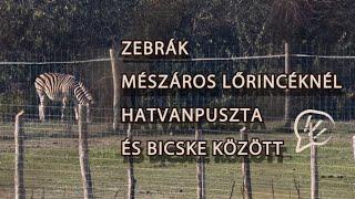 Zebrák Mészáros Lőrincéknél Hatvanpuszta és Bicske között