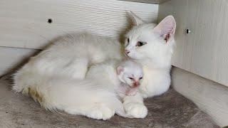 Mother cat talking to newborn kitten. Mother cat taking care of kitten.