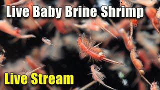 [LIVE]  Setting up A DIY Live Baby Brine Hatchery Live! Plus FIsh Q&A and a Giveaway!