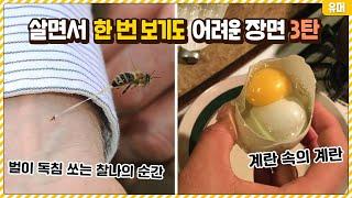 살면서 한 번 보기도 어려운 신기한 장면들 3탄