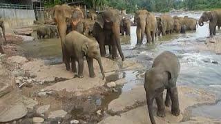 Sri  Lanka,ශ්‍රී ලංකා,Ceylon,Pinnawala Elephant Orphanage