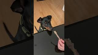 Puppy snatch bone from owners hand #puppy #germanpinscher