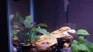 Fathead Minnow Breeding Tank