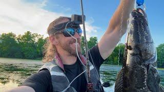 12 & 11-Pound Snakeheads! Wade Fishing Topwater DRAGONS in Hydrilla with the Teckel Honker Frog