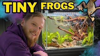 Setting up an EPIC aquarium for African dwarf frogs!