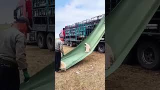 Smooth unloading process of sheep from a large truck