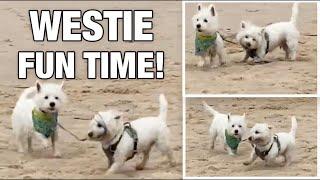 Why WESTIES Make You Laugh so Much 