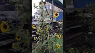 Sunflower in Croatia #shorts#jaysonabejar#