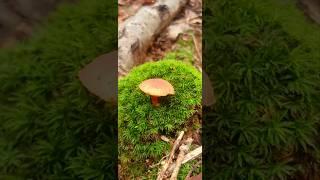 (주변소음주의) 이야 이건 머시여 버들이의 정원여?#버섯#shorts