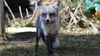 Meet Fur Farm rescue fox Athena