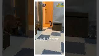 Simpoli Prank  Funny Animals Dubbed Video #funny #shorts #rjstomar