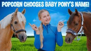 POPCORN CHOOSES OUR BABY PONY'S NAME!