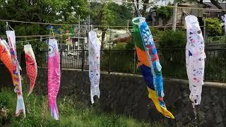 Landscape series of Japan　Koinobori　the Road movie