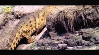 Watch Super Attractive Animals Documentary Wildlife Animals Documentary National Geogr