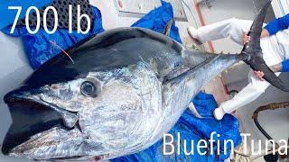 Landing a Giant Bluefin Tuna Fishing on Prince Edward Island Canada (Part 3)