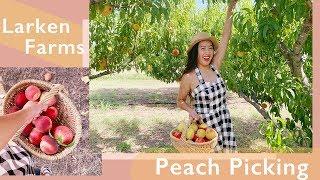 Larken Farms Peach Picking | Things to do near Dallas!