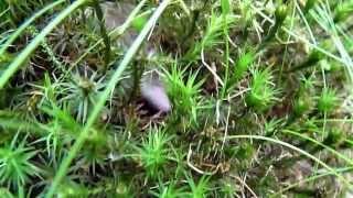 Pygmy Shrew