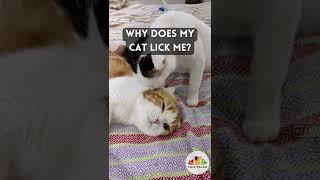 Why Does My Cat Lick Me?
