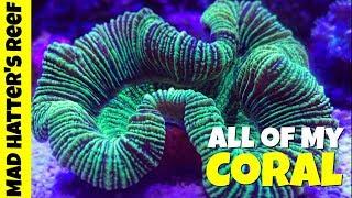 All of The Corals in my Reef Tank