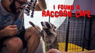 AMAZING RACCOON Cafe in Bangkok