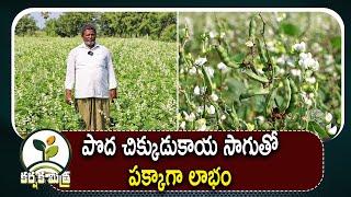 పొద చిక్కుడుకాయ సాగుతో లాభం పక్కా || Big Success with Broad beans Farming || Karshaka Mitra #agri