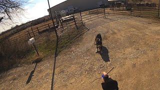 How to handle dog attack on bicycle like a BOSS by Aaron Smith in Cooke County near Gainesville, TX