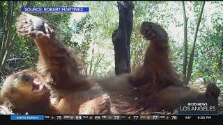 Nature photographer captures bear napping in the Angeles National Forest