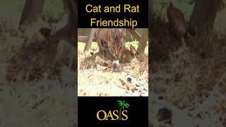 Cat and Rat Friendshipالصداقة بين القط والفأر - Nature Topics