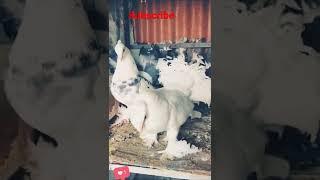 Kabutar attitude video ll kabutar all tips ll #pet'svlog