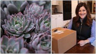 Succulent Unboxing & How I Store Them for Projects! // Garden Answer