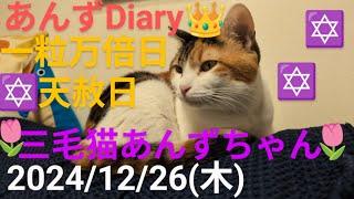 今日の三毛猫神の子あんずちゃん令和６年１２月２６日(木)第２７５回新２３９ライブ配信(あんずDiary推定５歳５ヶ月)#保護#猫#三毛猫あんずちゃん#あんずDiary#あんず姫応援隊